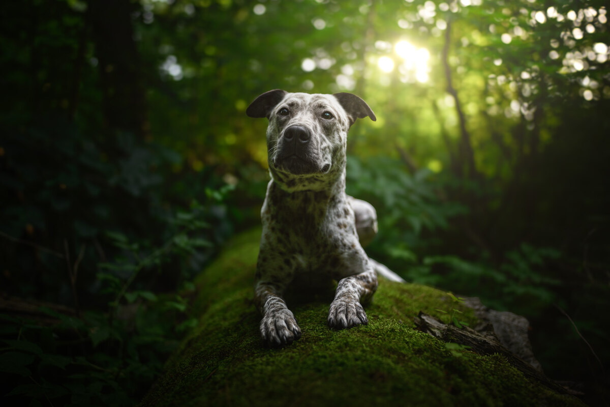 A dog resting on a moss-covered log in a sunlit forest