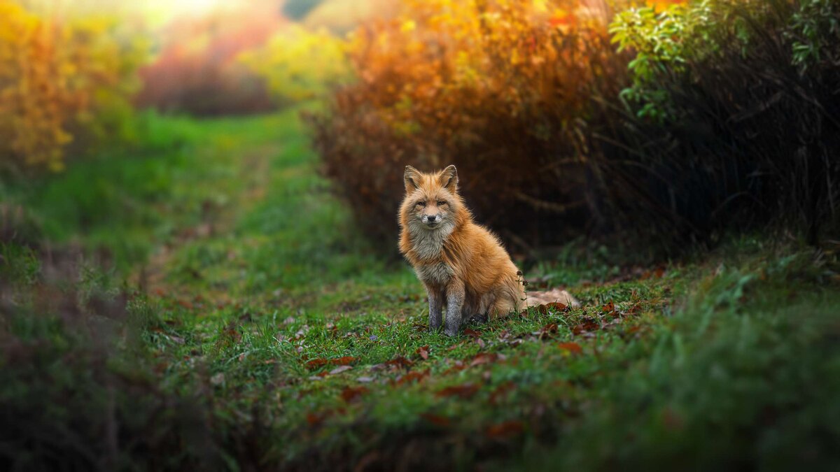 A red fox standing in a grassy woodland clearing in autumn